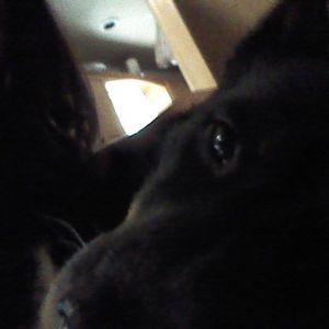 Meet your Posher, Aeromia